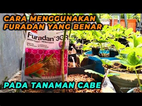 cara menggunakan furadan pada tanaman cabe  Penyakit Tanaman Cabai Saat Musim Hujan dan Cara Mengendalikannya