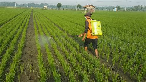 cara penanaman padi  Padi adalah makanan pokok bagi masyarakat asia terlebih lagi Indonesia