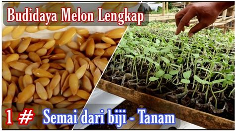 cara tanam melon  Tanaman semangka perlu sinar matahari paling sedikit selama 6 jam setiap hari