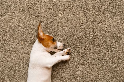 carpet repair maidstone  In such cases, re-stretching is widely used for any loose or wrinkled carpet