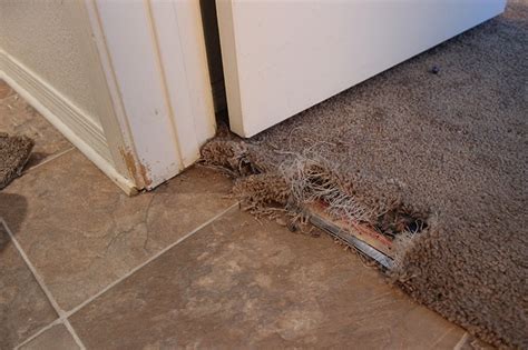 carpet repair tapping  Pet stains or