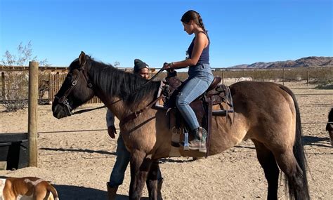 cascade trails mustang sanctuary  We are a working rescue with a mission to