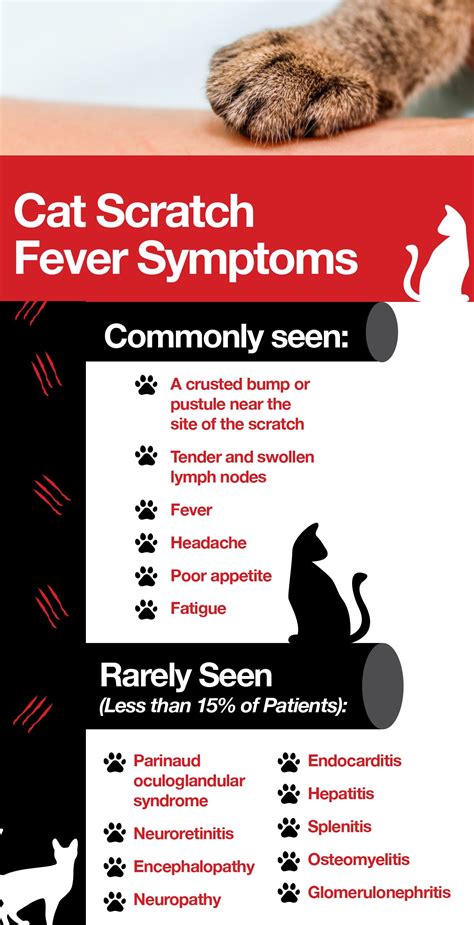 cat scratch fever kostenlos spielen Cat-scratch disease can also cause other ocular findings, including Parinaud oculoglandular syndrome, multifocal retinitis, uveitis, retinal vasculitis, and retinal detachment