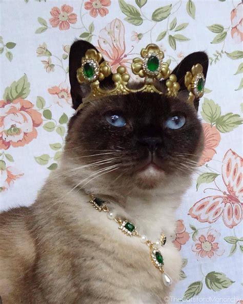 cat with emerald tiara tumblr  1