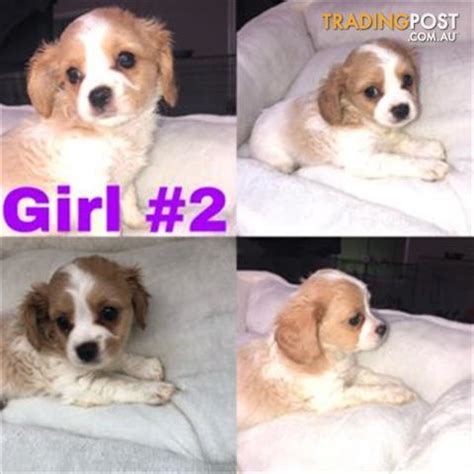 cavajack puppies for sale uk  Age: 5 weeksReady to leave: in 5 weeks