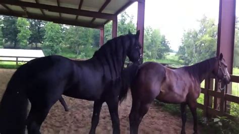 cavalo acasalando Os machos levam uma vida solitária, exceto durante os períodos de acasalamento