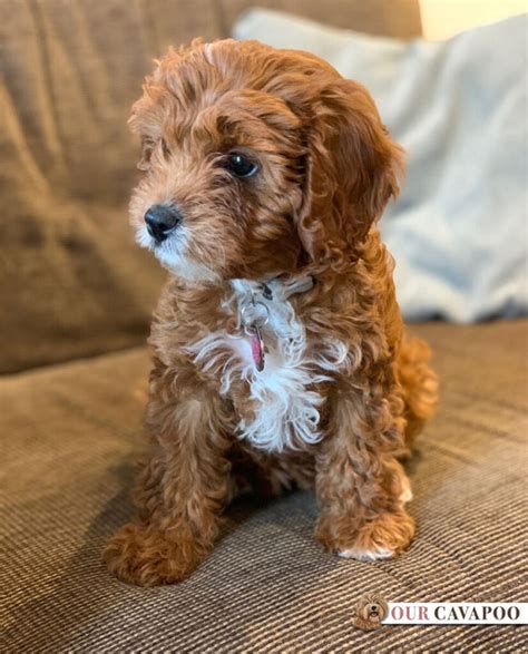 cavapoo breeder uk Other articles you would like: Cavapoo Breeders in the UK and Goldendoodle Breeders in the UK