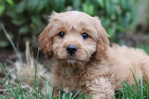 cavapoo breeder uk  They are a small, in-home kennel located on a beautiful farm land