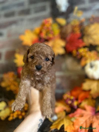 cavapoo puppies for sale leeds 2 miles away) 9