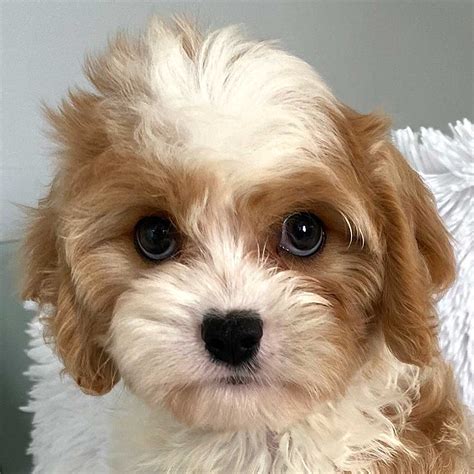 cavapoo puppy for sale uk  Cavalier King Charles Spaniel Dogs & Puppies in Johannesburg, Gauteng