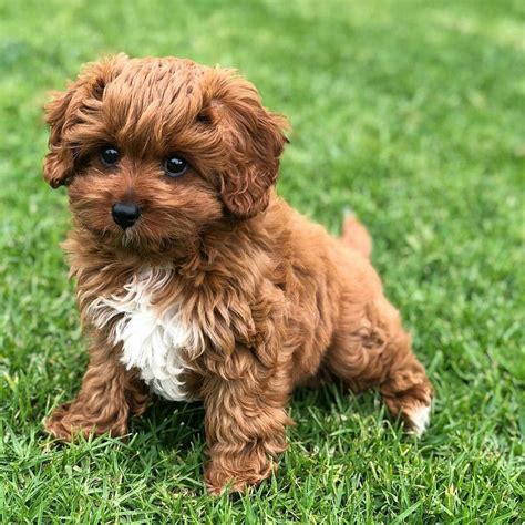 cavapoos for sale uk Fox Red F1B curly Cavapoo puppies