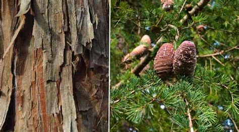 cedar bark dispensary  October 2, 2012