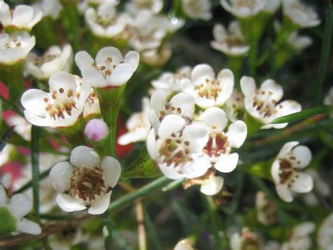 chamelaucium uncinatum alba  The name uncinatum means "hooked" in Latin, in reference to the tips of the leaves