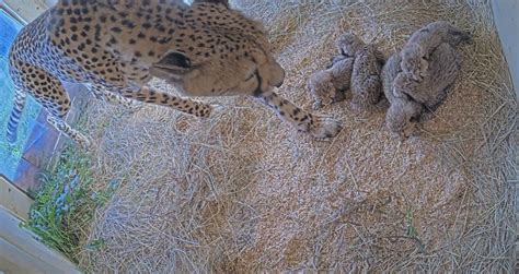 cheetah cub cam  25, 2021