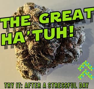 cheetah the hut strain Find information about the Cheetah P*ss Bud strain from Cookies such as potency, common effects, and where to find it