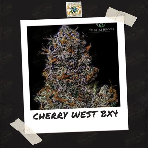 cherry west bx strain  The high starts and ends in the head, beginning with a boost in