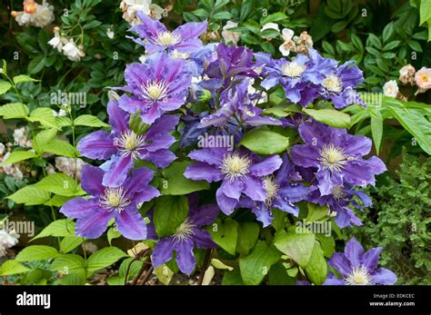 chevalier clematis  'Evipo079'(N) For beautiful colors, extravagance of blooms, and graceful habit, nothing compares with Clematis, the queen of