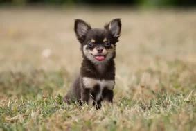 chihuahuas for sale sydney  On average, Chihuahua puppies from a breeder in Cary, NC may range in price from $1,500 to $2,500