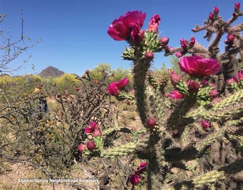 cholla slang  In Spain, chula can insult a woman as lower-class and back-alley