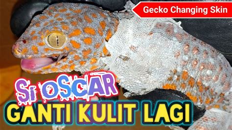 cicak ganti kulit com - Cicak adalah salah satu hewan yang memiliki keunikan, termasuk bisa memutuskan ekornya ketika dalam bahaya atau autotomi, serta bisa menempel di dinding