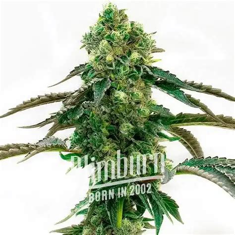 cinderella 99 x tangilope strain Compare up to 5 different strains at one time