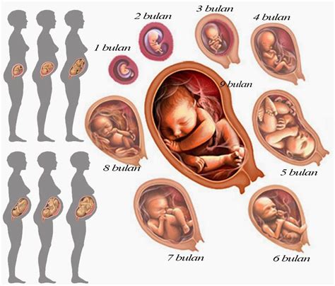 ciri ciri kehamilan 1 minggu  Setelah pembuahan selesai, tubuh akan mulai memproduksi human chorionic gonadotropin (hCG)