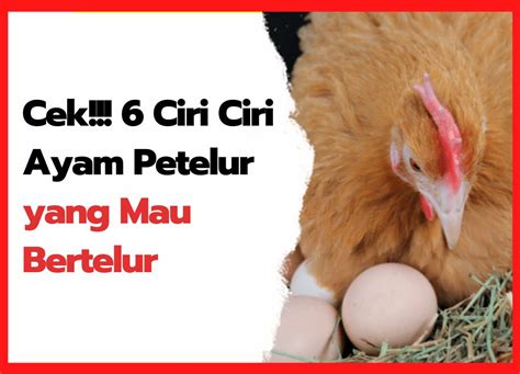 ciri-ciri ayam mau bertelur  Ciri-ciri ayam dari struktur tubuhnya, memiliki kerangka dan tengkorak unggas kecil