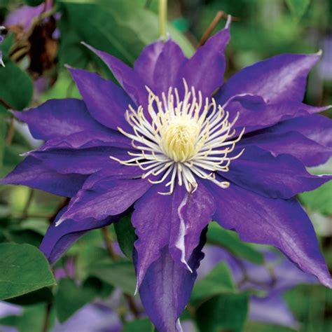 clematis haku ookan  Leaf attributes: Deciduous, green leaves