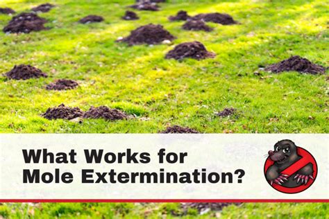 clyde hill mole extermination  Roanoke Virginia Beach Find Small Animal Control Pros in Boydton, VA Tell us about your project and we'll match you to the perfect pros