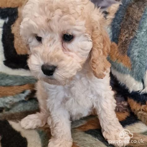 cockapoo for sale sittingbourne  The Cockapoo is a fine cross between the Cocker Spaniel and a Poodle