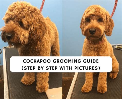 cockapoo grooming  For more Cockapoo grooming tips and tricks, you can refer to How To Groom A Cockapoo At Home [Step-By-Step]