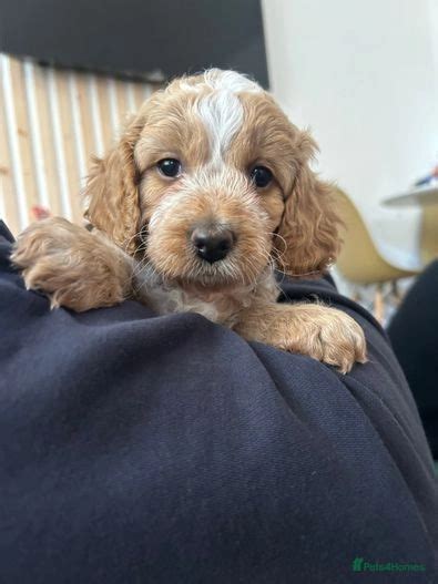 cockapoo puppies for sale bristol <strong> Cockapoo Dog For Sale</strong>