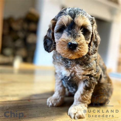 cockapoo puppies for sale in devon  £1,250