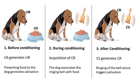 contoh classical conditioning  Kami juga berkongsi maklumat tentang penggunaan laman web dengan media