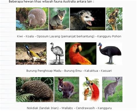 contoh fauna australia  Sebab hewan ini