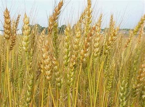 contoh gandum  Jika irigasi sawah berasal dari pengairan gratis, maka zakat yang harus dikeluarkan adalah sebesar 10%