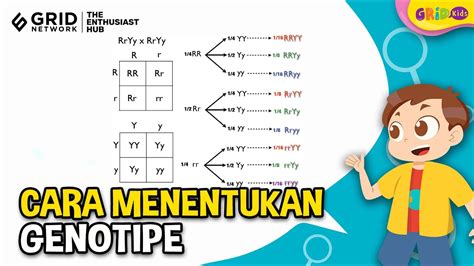 contoh genotipe  Keduanya berfungsi sebagai pembawa informasi genetik dan dapat menentukan sifat keturunannya