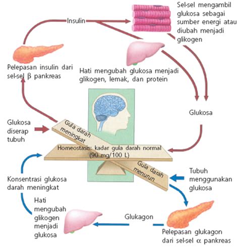 contoh homeostasis Contoh Homeostasis Dalam Haiwan Tingkatan 1 By bc