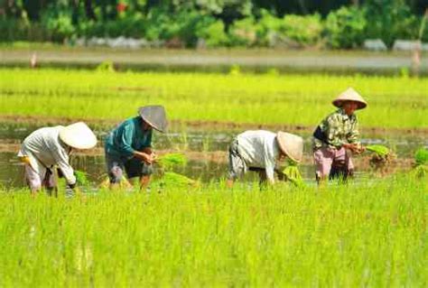 contoh kegiatan ekonomi agraris adalah  Edit