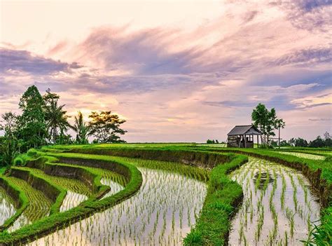 contoh pertanian berkelanjutan di indonesia  Dengan