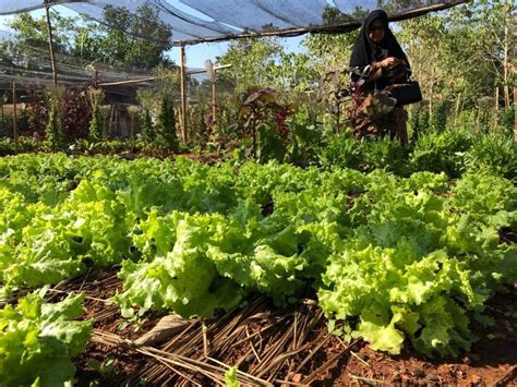 contoh pertanian berkelanjutan Kontribusi Pencapaian Pembangunan Rendah Karbon di Sektor Pertanian