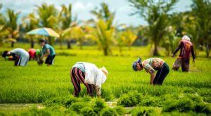 contoh proposal kelompok tani hortikultura  Untuk mendukung pelaksanaan penyediaan kelima jenis alsintan2014 •