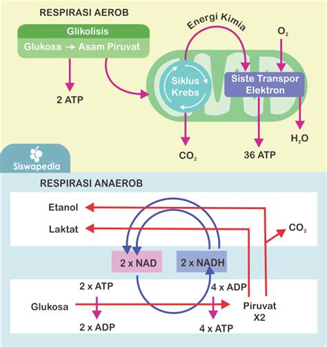 contoh respirasi anaerob  Secara umum, fermentasi adalah salah satu bentuk respirasi anaerobik, respirasi anaerob merupakan oksigen sebagai penerima elektron akhir pada saat pembentukan ATP