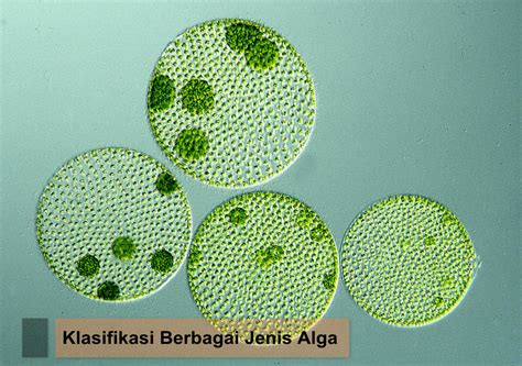 contoh spesies pyrrophyta  Lalu tahukah kalian apa saja ciri-ciri atau karakteristik dari ketujuh Filum ganggang di atas? Berikut ini akan diuraikan secara lengkap ciri-ciri dari Chlorophyta, Chrysophyta, Phaeophyta, Rhodophyta, Euglenophyta, Pyrrophyta dan Bacillariophyta