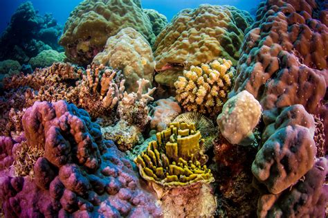 coral each way places  Nearly a quarter of all the fish in the sea rely on healthy coral reefs
