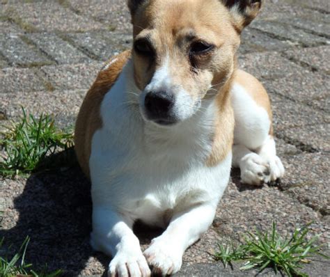 corgi jack russell mix  Affection, energy, and athletic abilities are crazy with this dog breed