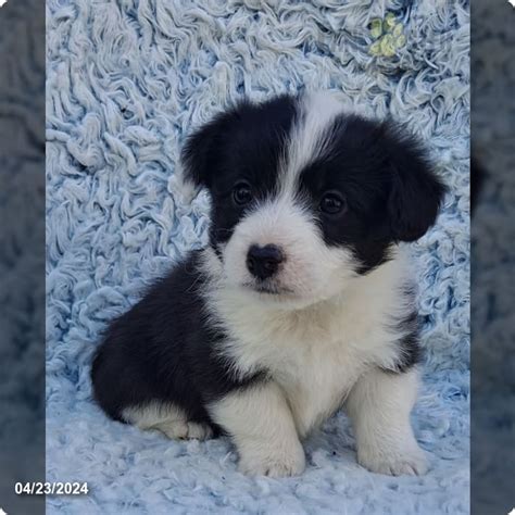 corgipoo puppies for sale  Learn more