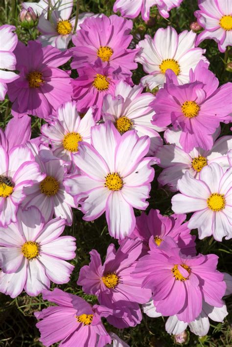 cosmos apollo lovesong  Lovesong is a delightful blend of Pink Picotee, White and Pink