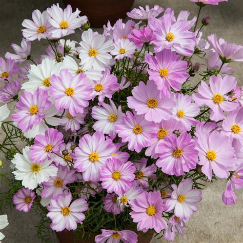 cosmos apollo lovesong  Lovesong is a delightful blend of Pink Picotee, White and Pink