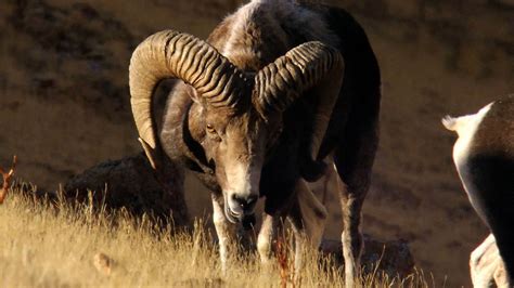 counting argali 2